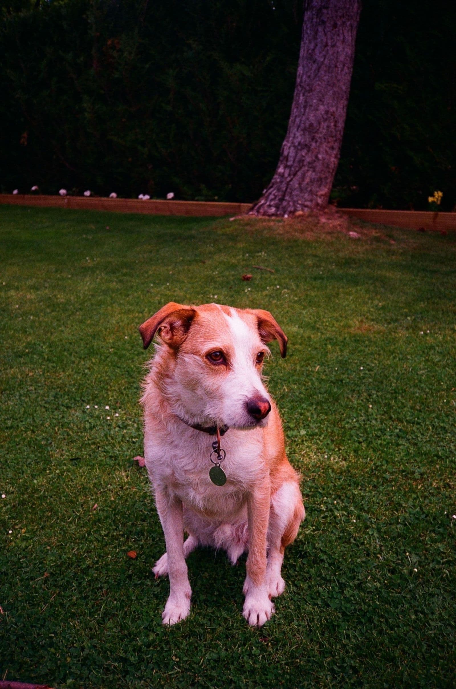A dog relaxing in a mosquito-free backyard in the Central Valley thanks to KTA IPM mosquito control.