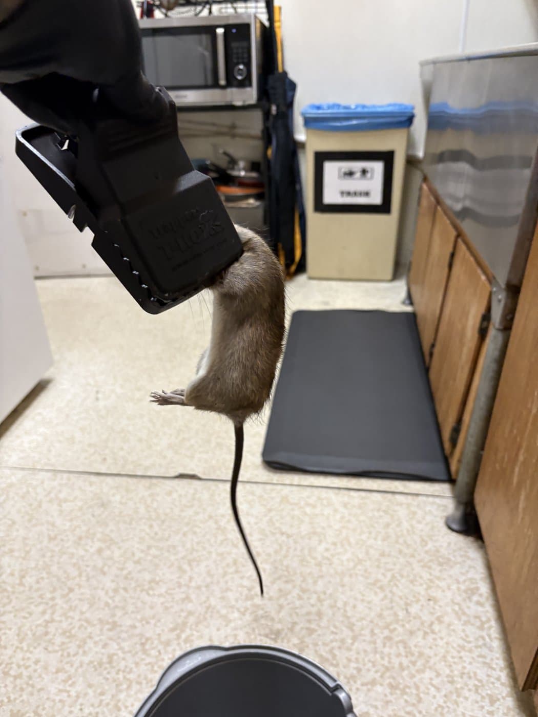 A rat caught by KTA IPM rodent control in a Central Valley commercial kitchen.