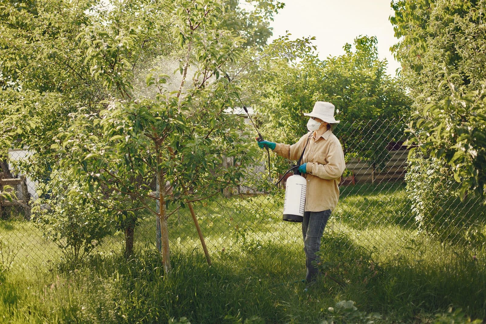 KTA IPM pest control services across Madera, Fresno, and the Central Valley.